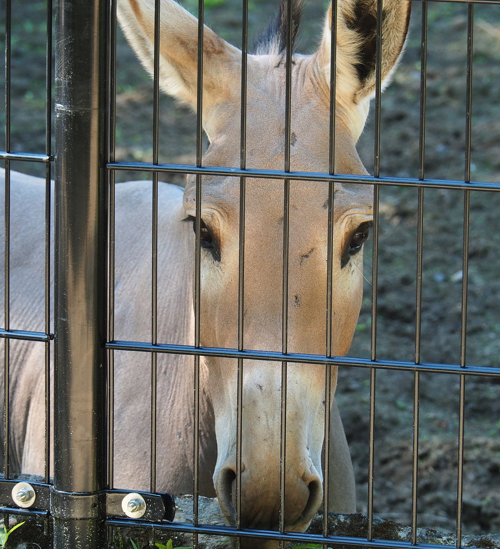 Somali wild ass (Equus africanus somaliensis), 2022-07-03