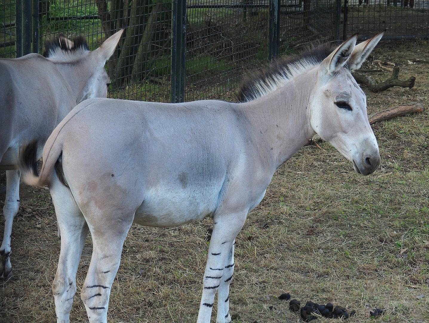 Somali wild ass (Equus africanus somaliensis), 2022-07-16