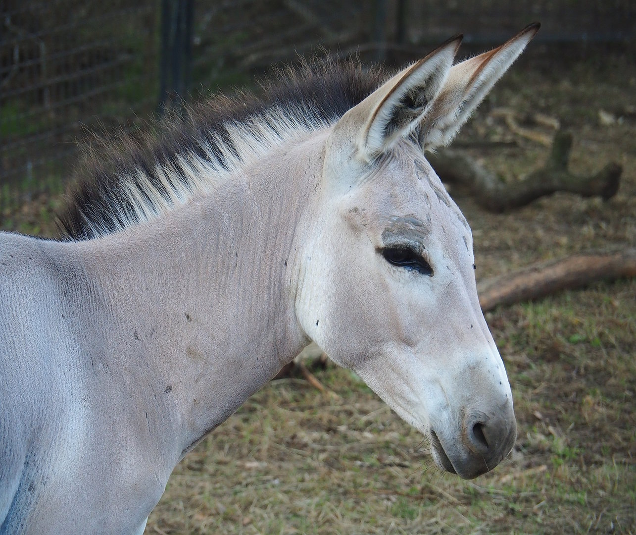 Somali wild ass (Equus africanus somaliensis), 2022-07-16