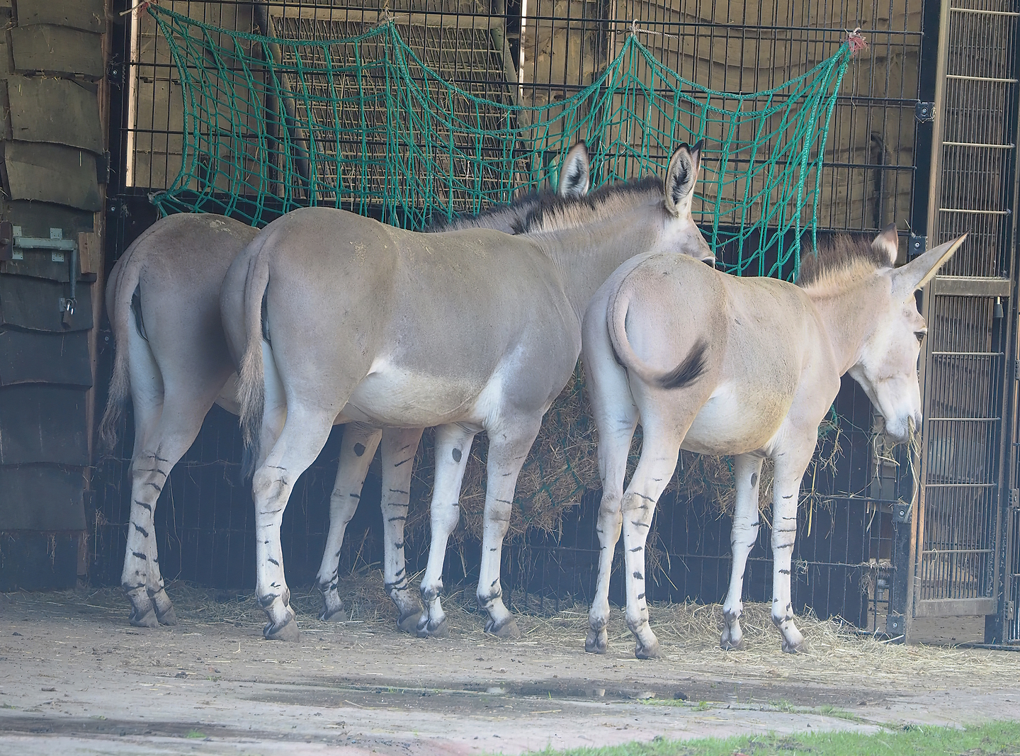 Somali wild ass (Equus africanus somaliensis), 2022-09-12