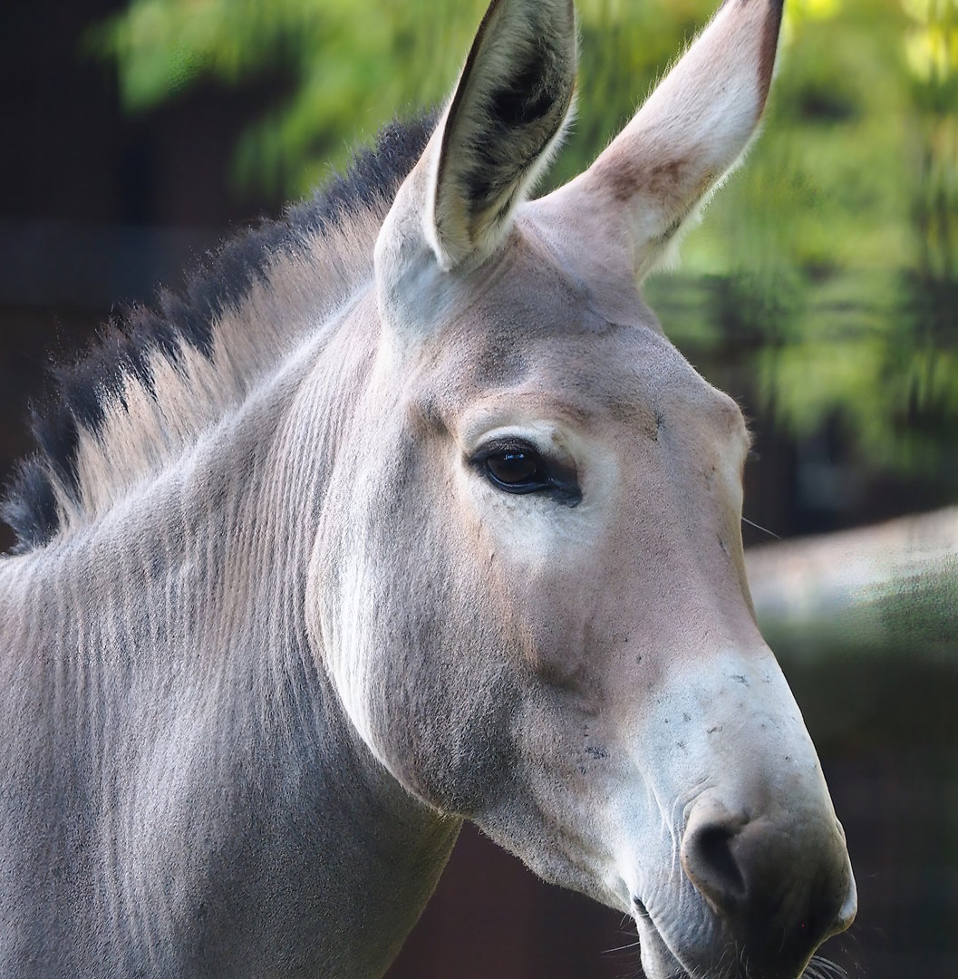 Somali wild ass (Equus africanus somaliensis), 2022-10-19
