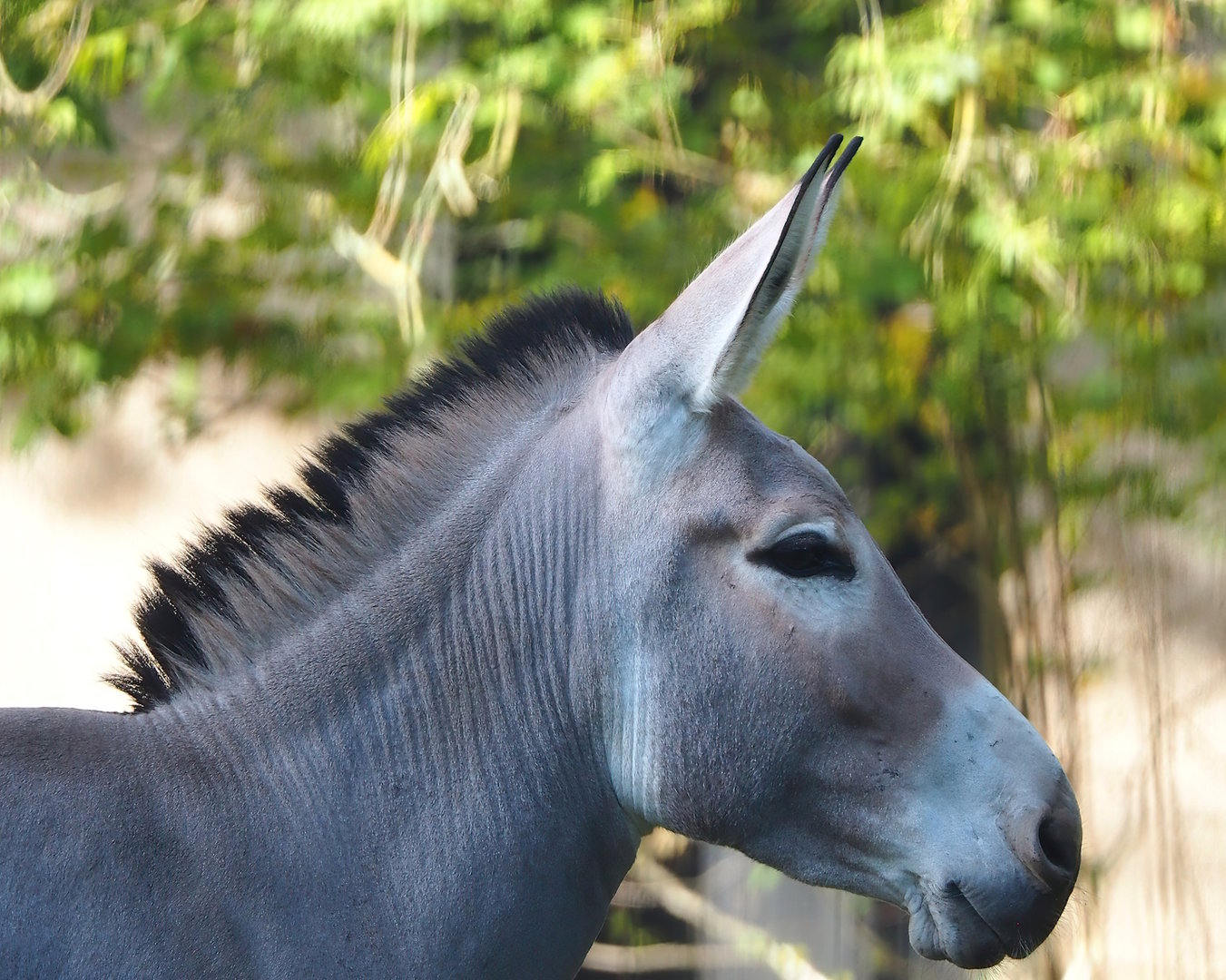 Somali wild ass (Equus africanus somaliensis), 2022-10-19