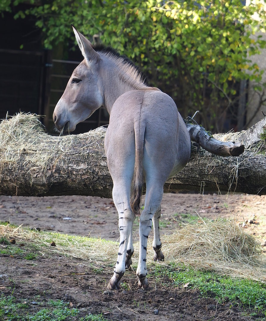 Somali wild ass (Equus africanus somaliensis), 2022-10-19