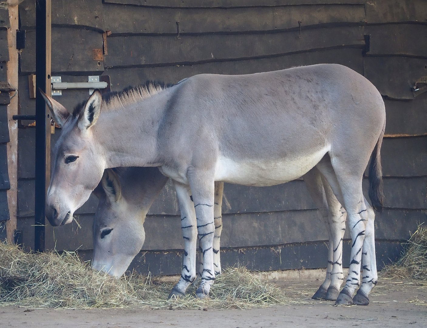 Somali wild ass (Equus africanus somaliensis), 2022-11-12