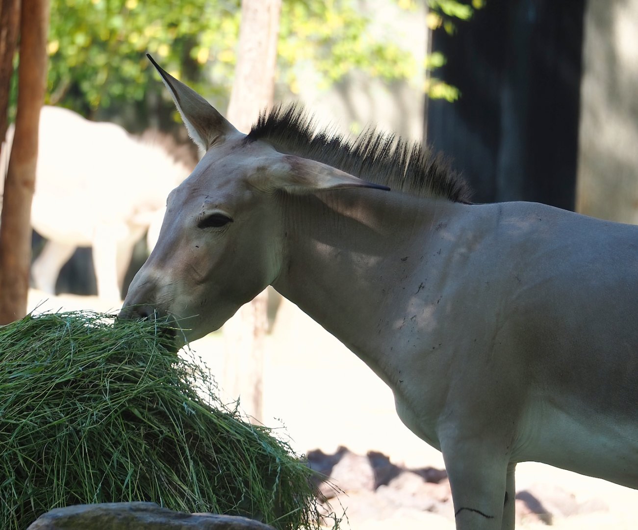 Somali wild ass (Equus africanus somaliensis), 2023-07-08