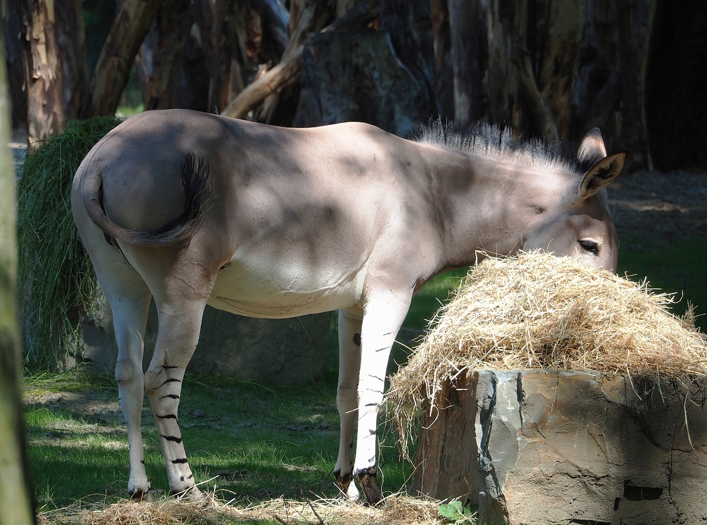 Somali wild ass (Equus africanus somaliensis), 2023-07-08