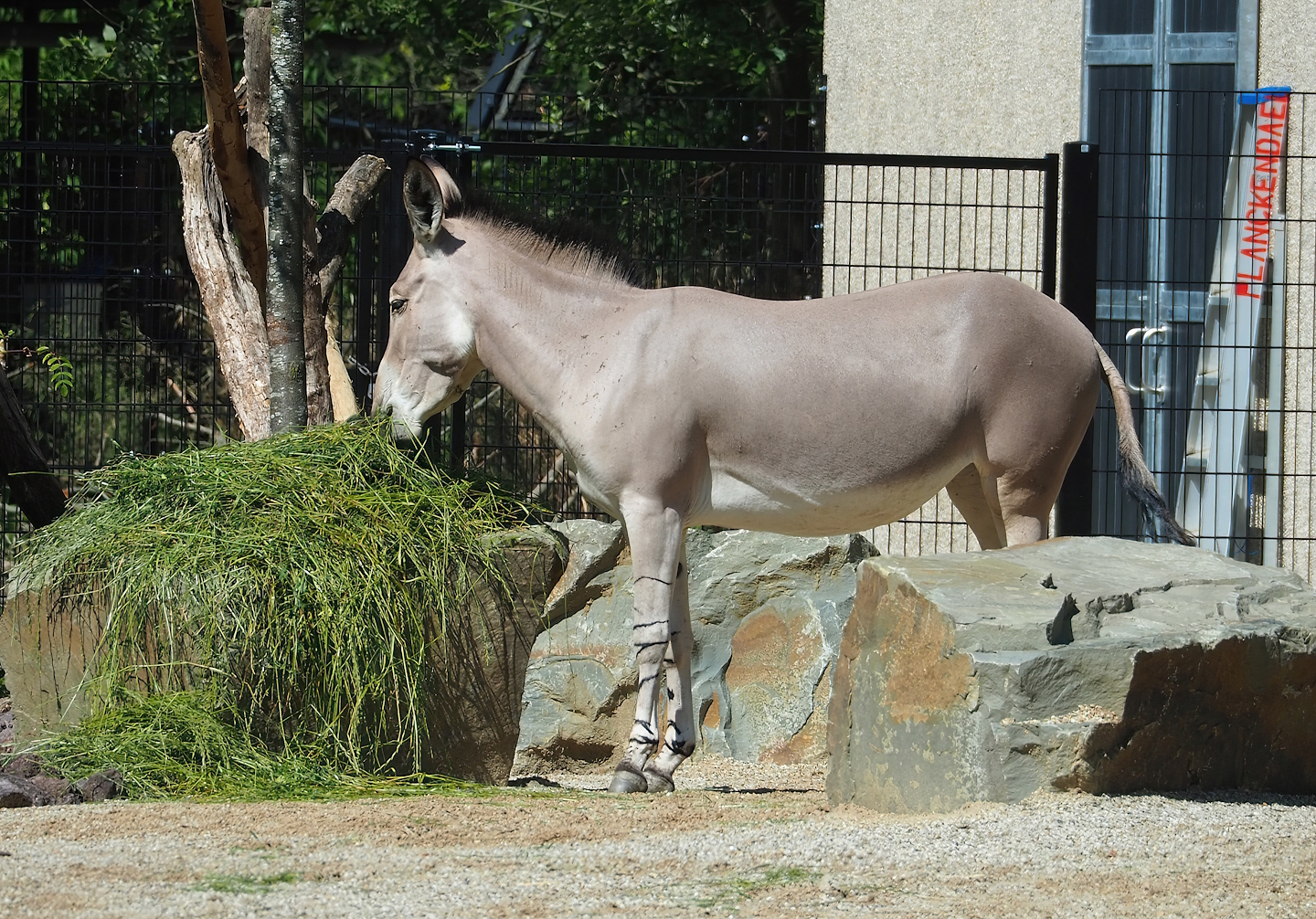 Somali wild ass (Equus africanus somaliensis), 2023-07-19