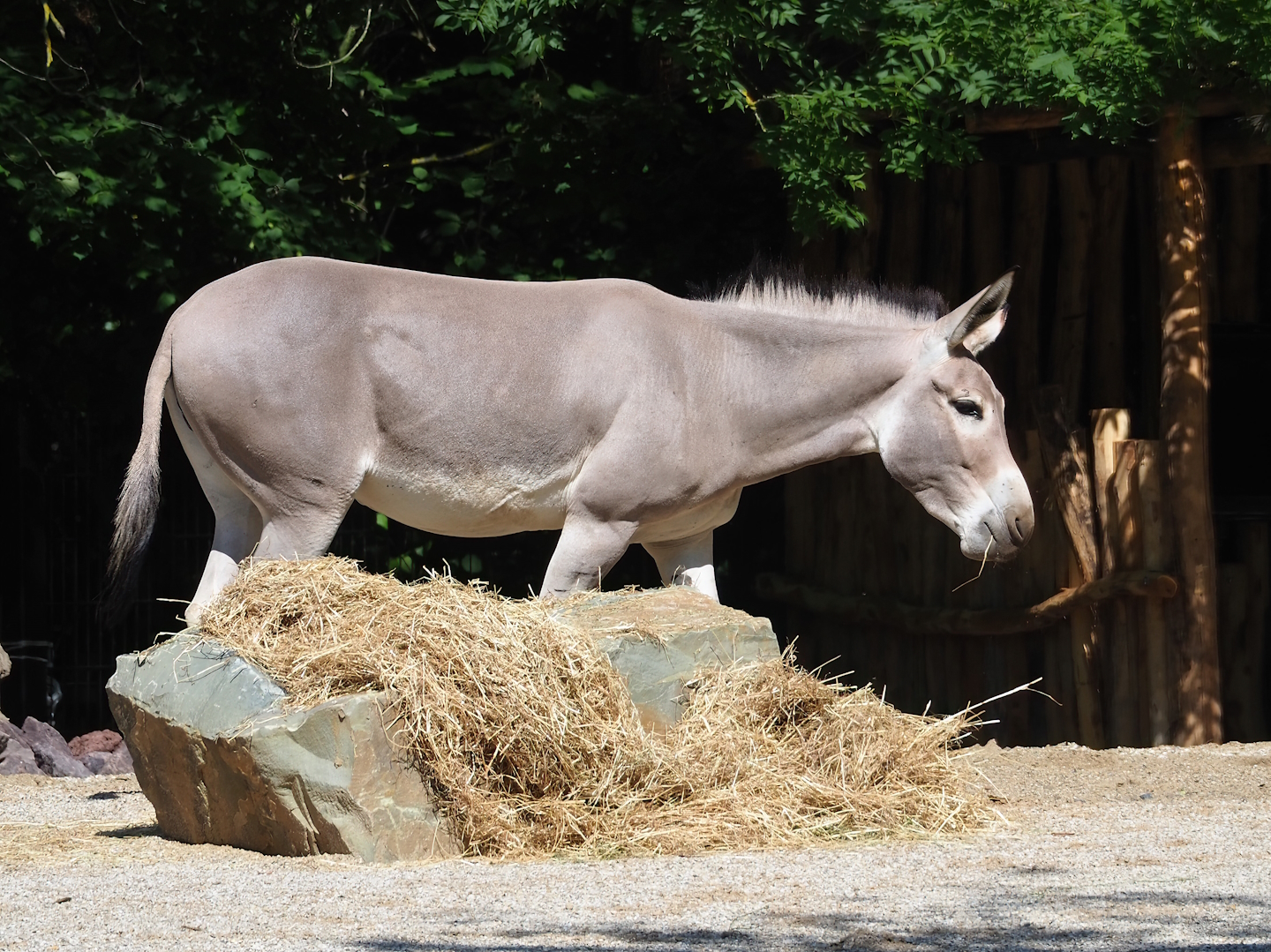 Somali wild ass (Equus africanus somaliensis), 2023-07-19