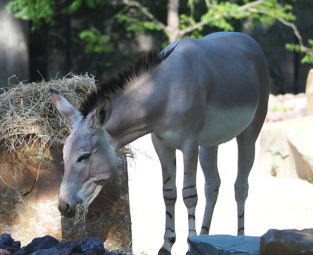 Somali wild ass (Equus africanus somaliensis), 2023-07-19