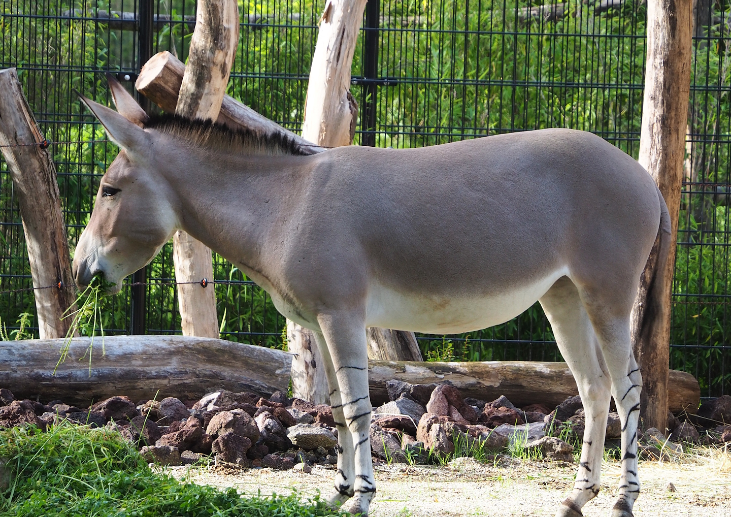 Somali wild ass (Equus africanus somaliensis), 2023-09-19