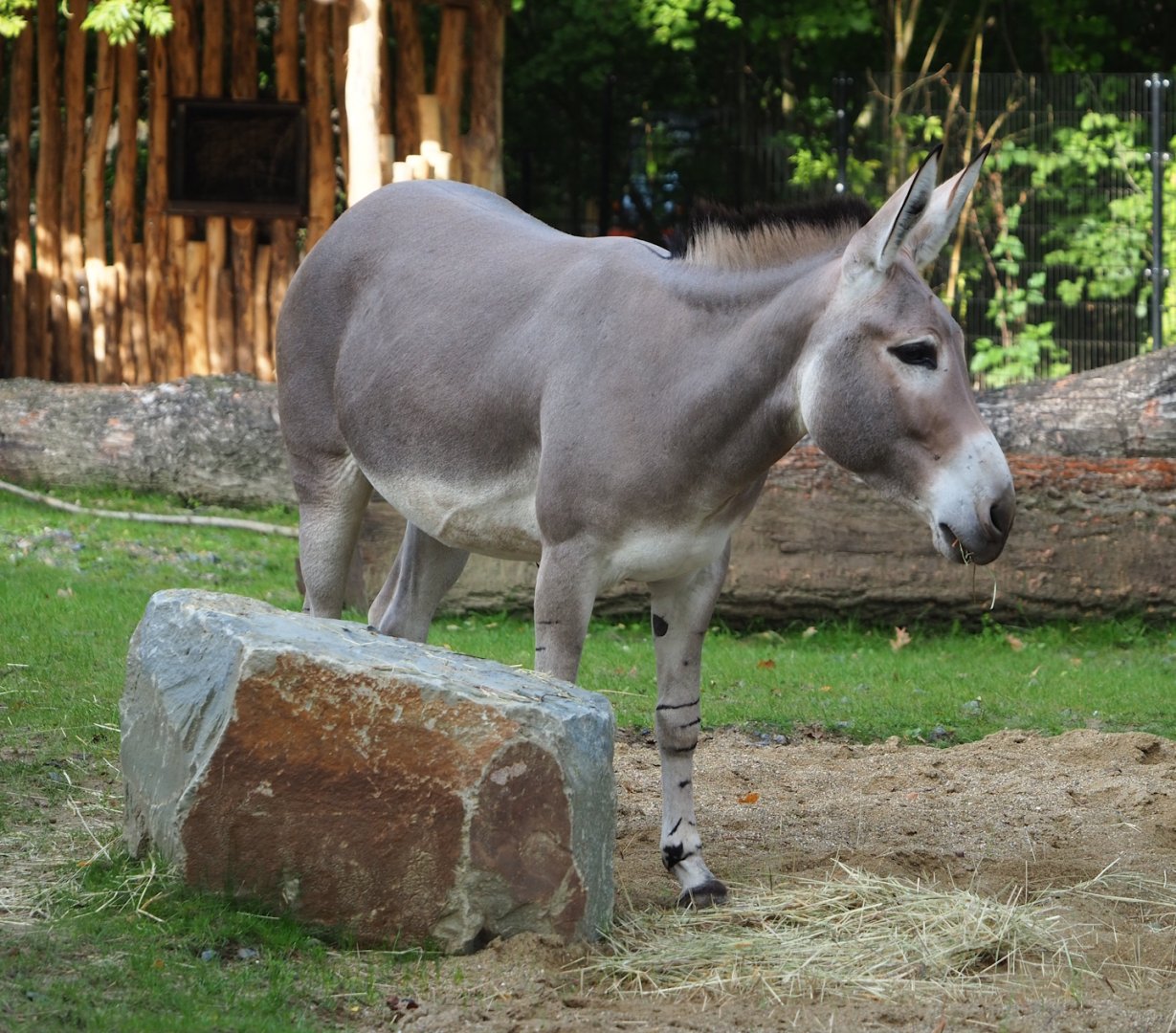 Somali wild ass (Equus africanus somaliensis), 2023-10-04