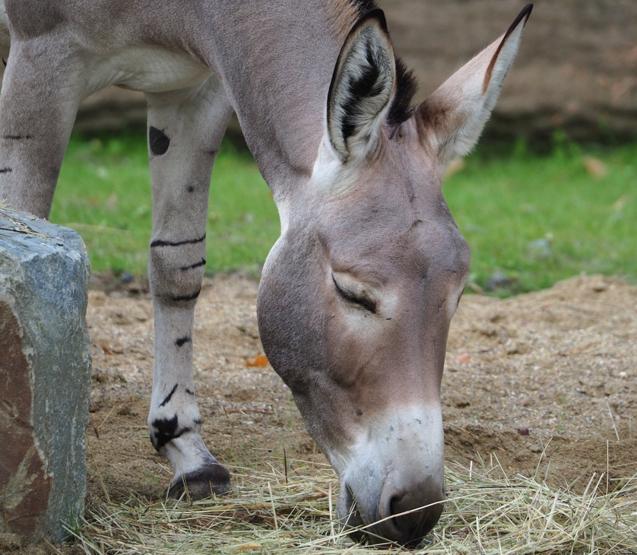Somali wild ass (Equus africanus somaliensis), 2023-10-04