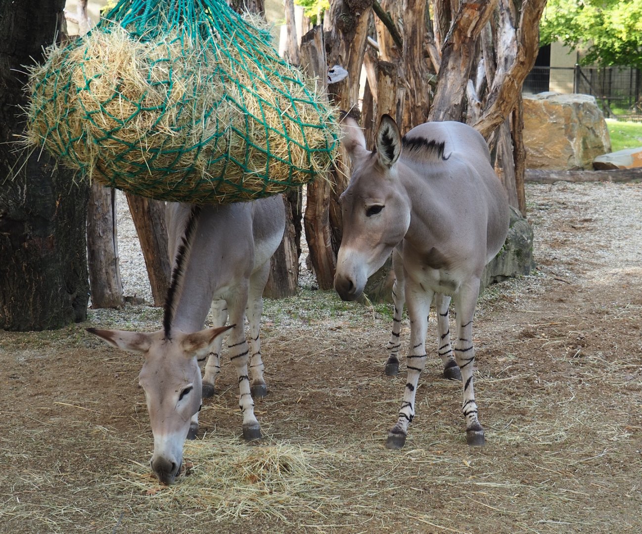 Somali wild ass (Equus africanus somaliensis), 2023-10-04