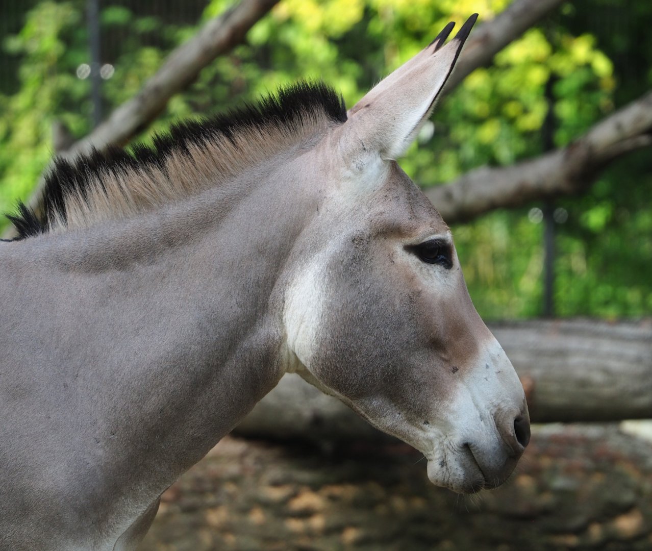 Somali wild ass (Equus africanus somaliensis), 2023-10-04