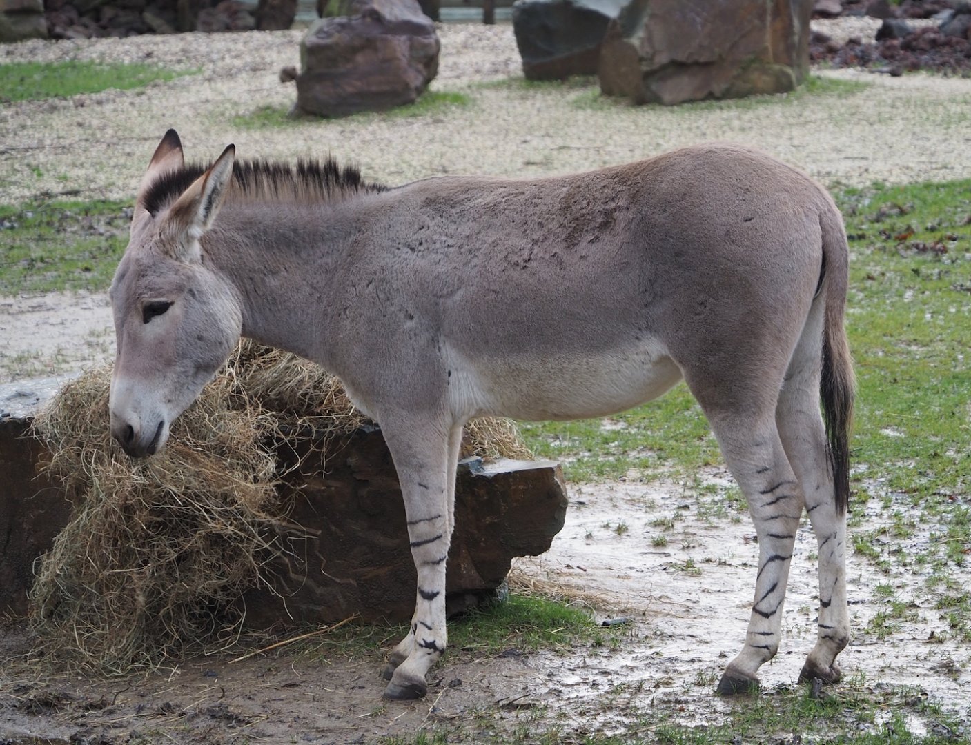 Somali wild ass (Equus africanus somaliensis), 2024-01-01
