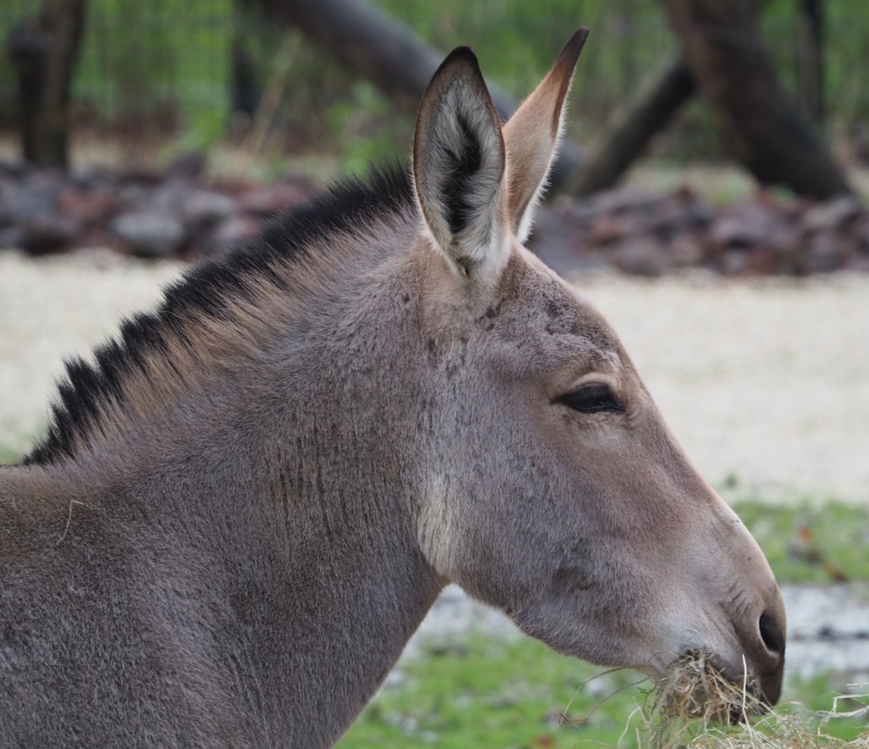 Somali wild ass (Equus africanus somaliensis), 2024-01-01