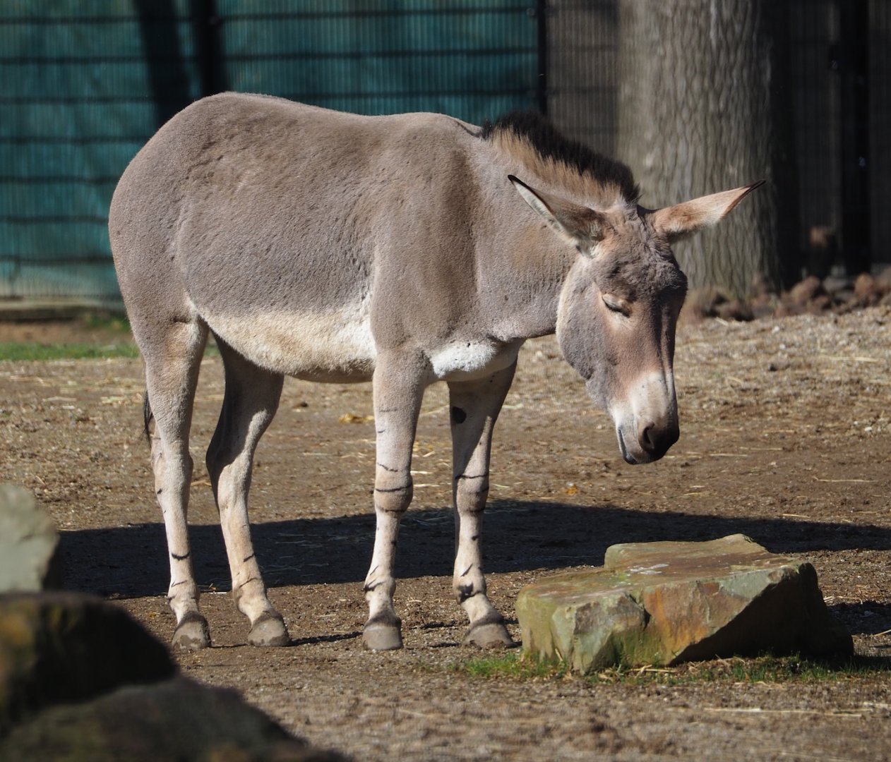 Somali wild ass (Equus africanus somaliensis), 2024-03-04