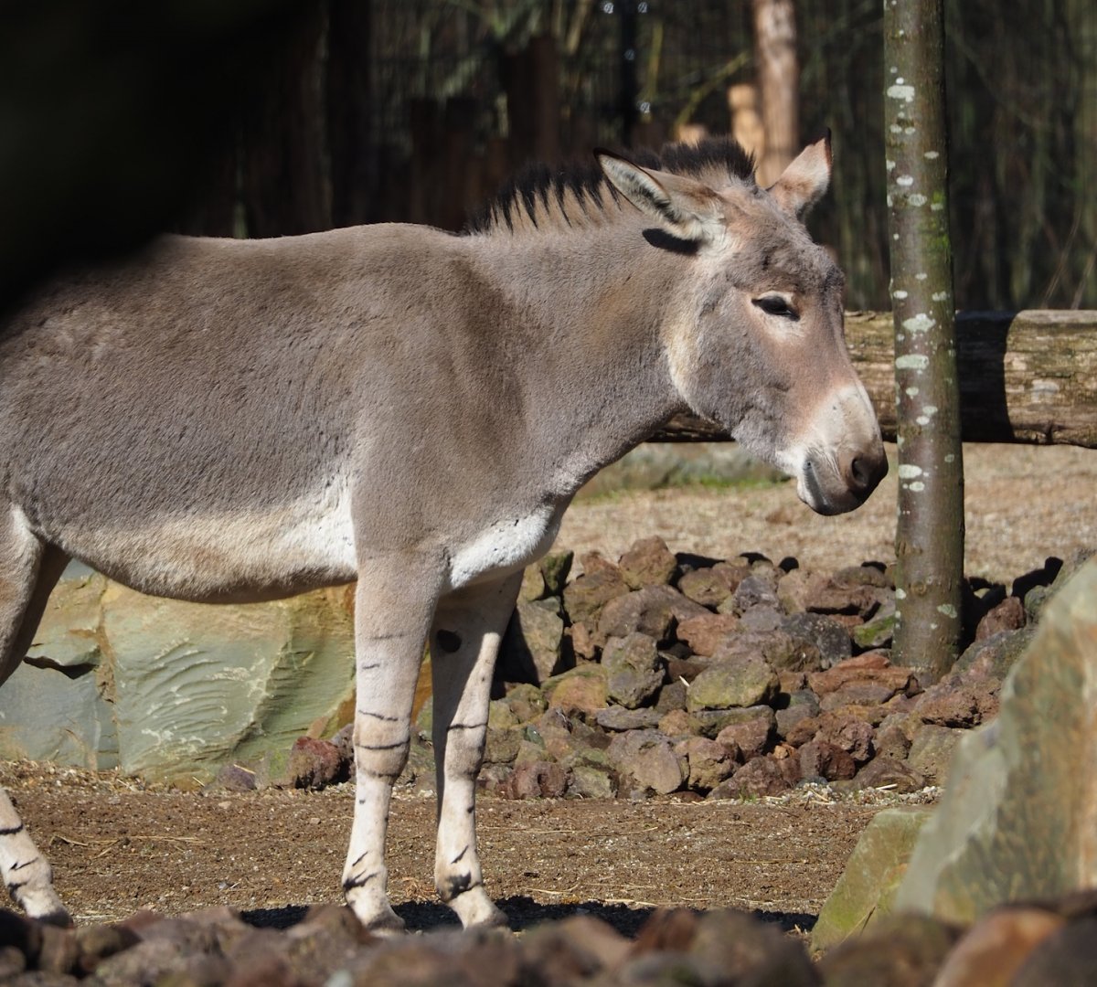 Somali wild ass (Equus africanus somaliensis), 2024-03-04