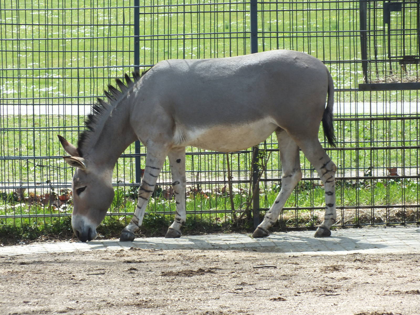 Somali Wild Ass (Equus africanus somaliensis) at Wilhelma - April 10th 2015