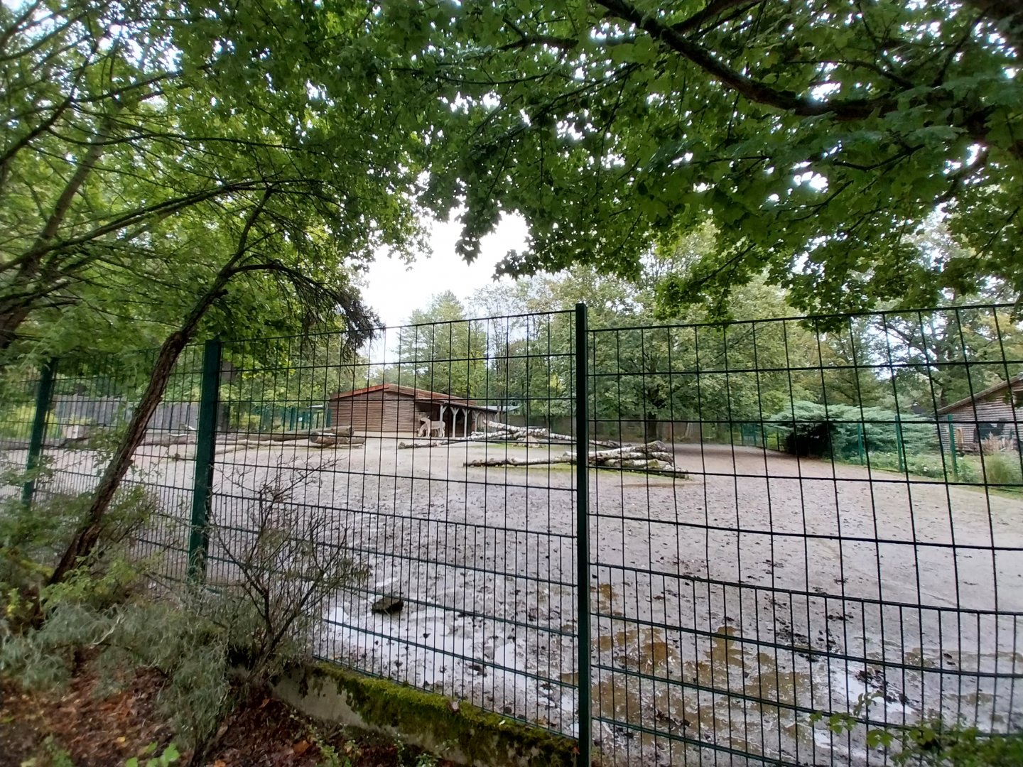 Somali Wild Ass (Equus africanus somaliensis) enclosure
