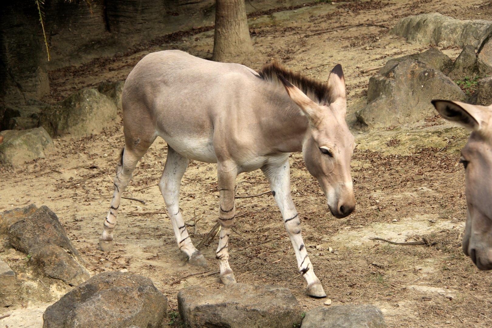 Somali wild ass (Equus africanus somaliensis)