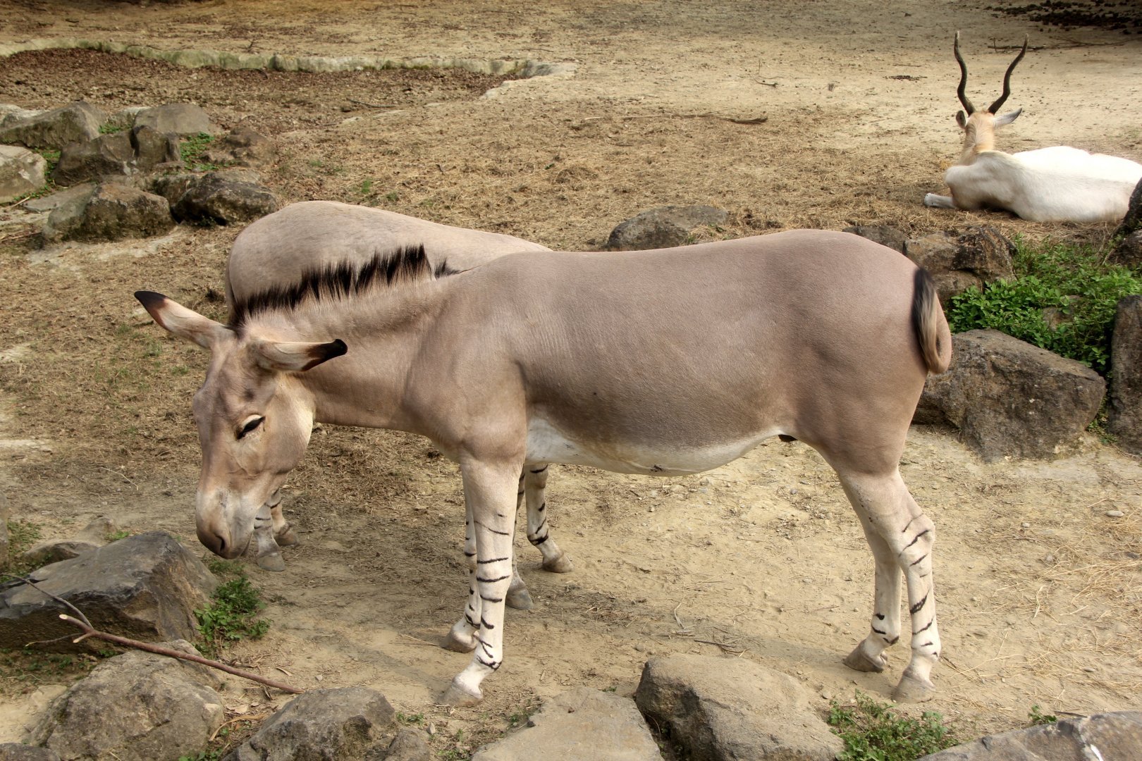 Somali wild ass (Equus africanus somaliensis)