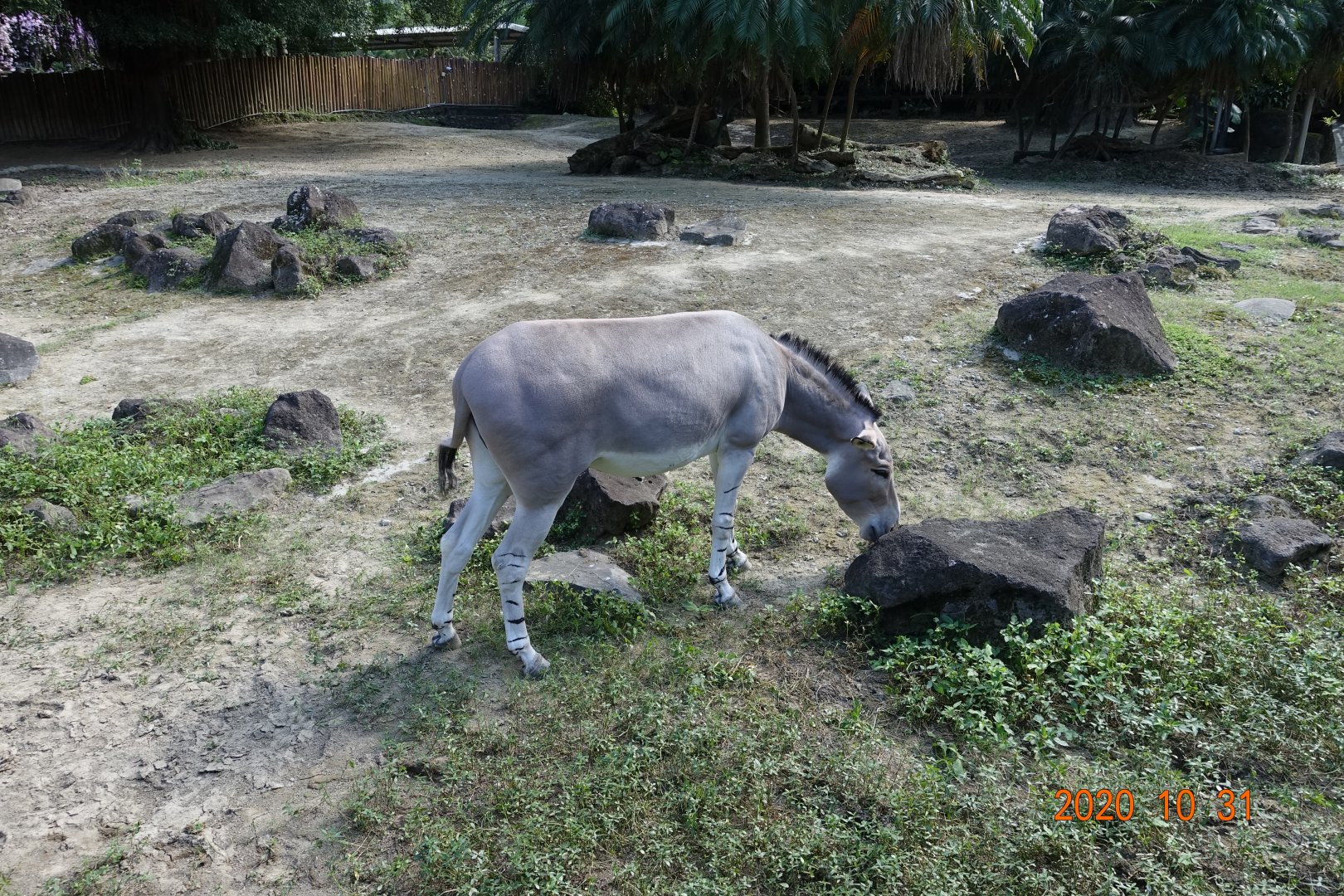 Somali Wild Ass (Equus africanus somaliensis)