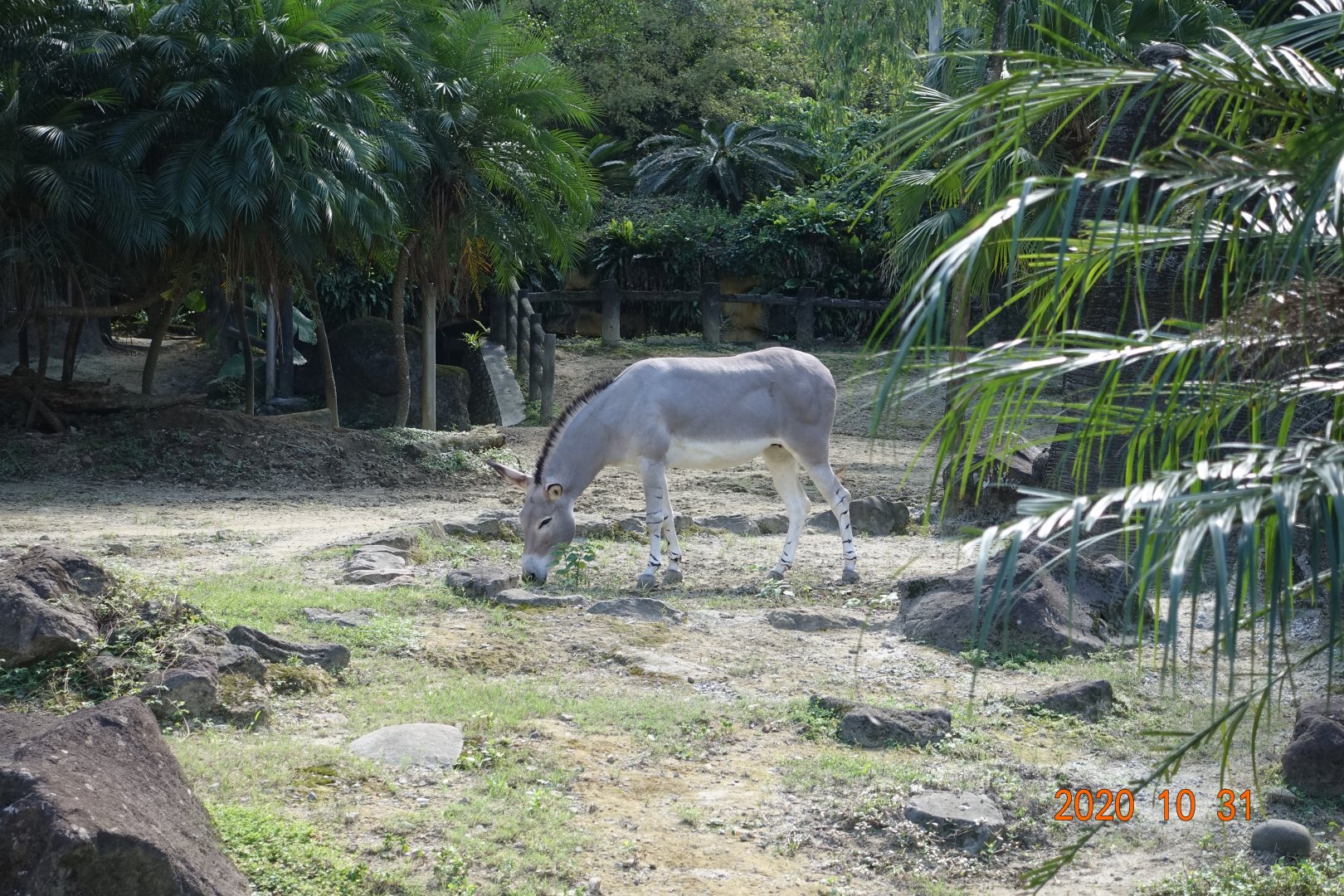Somali Wild Ass (Equus africanus somaliensis)