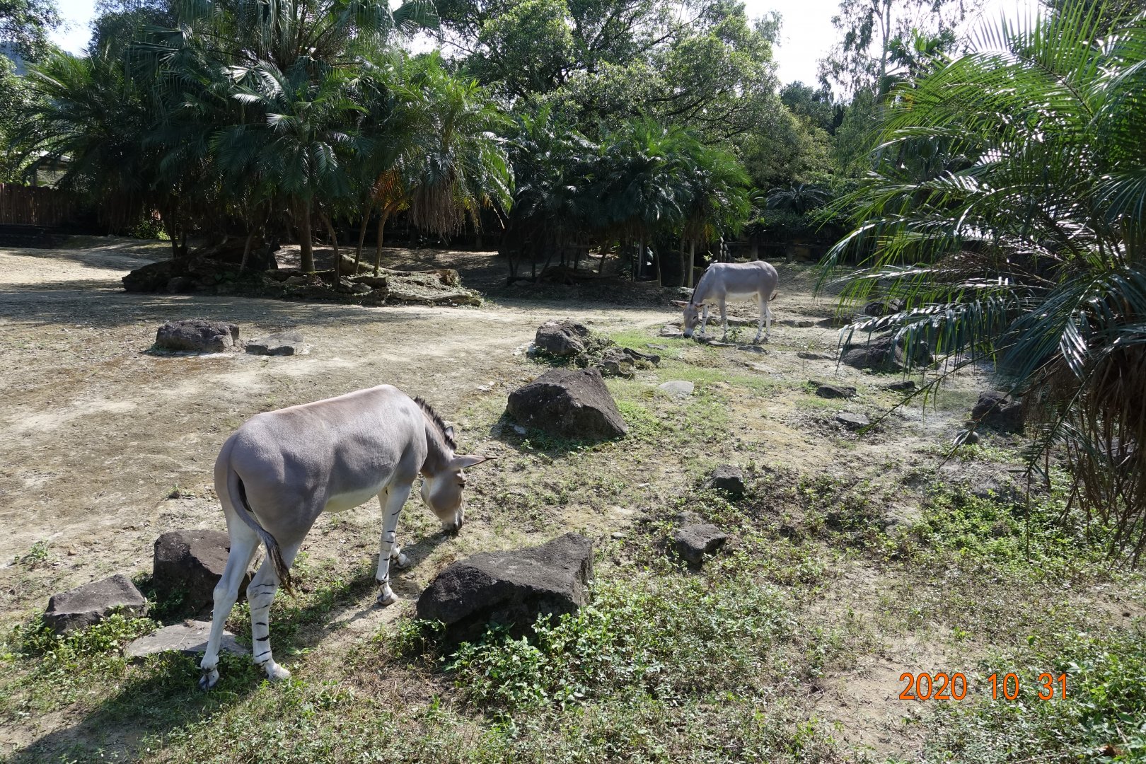 Somali Wild Ass (Equus africanus somaliensis)