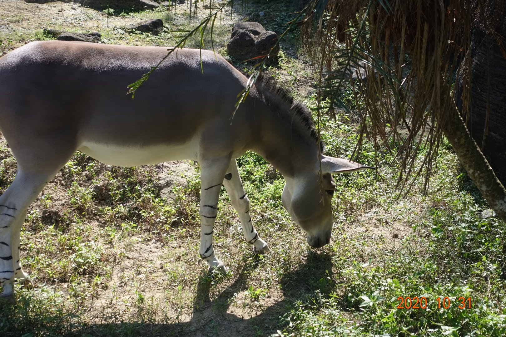 Somali Wild Ass (Equus africanus somaliensis)