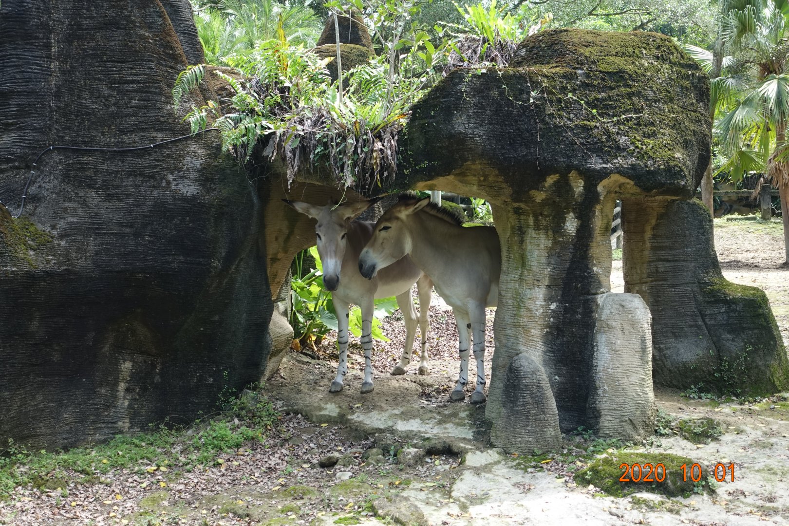Somali Wild Ass (Equus africanus somaliensis)