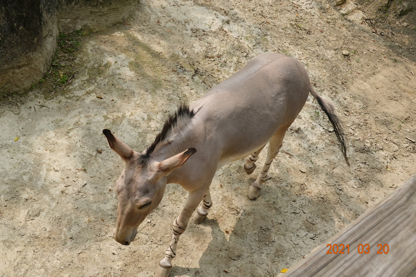 Somali Wild Ass (Equus africanus somaliensis)