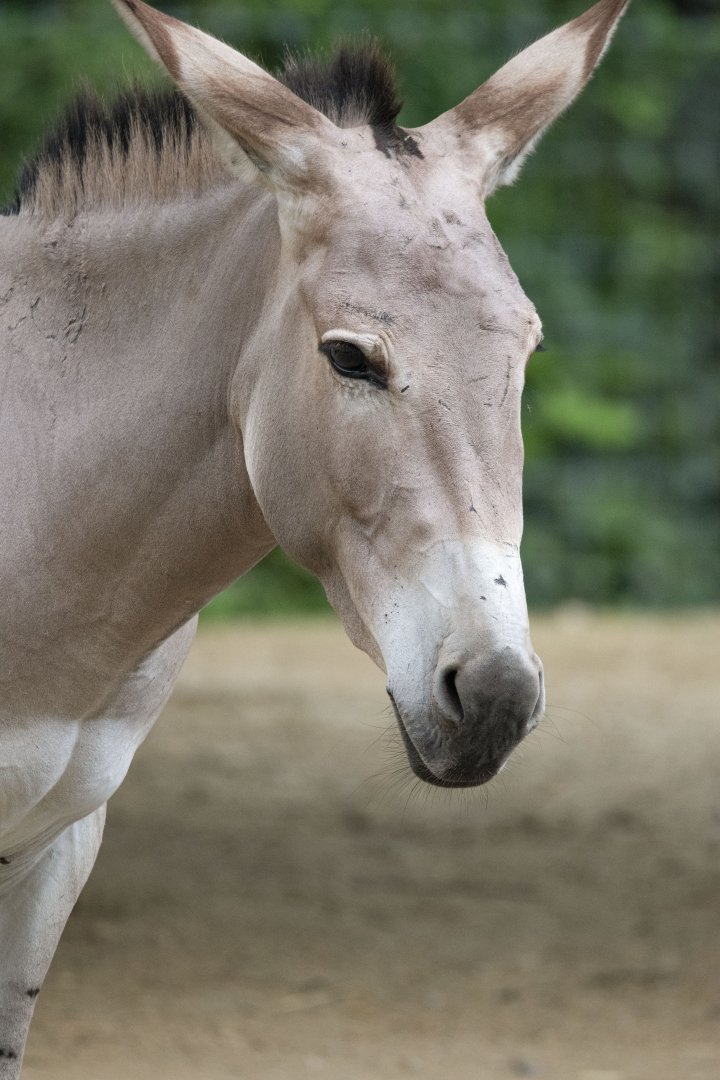 Somali wild ass (Equus africanus somaliensis)