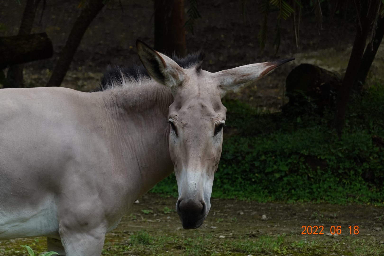Somali Wild Ass (Equus africanus somaliensis)