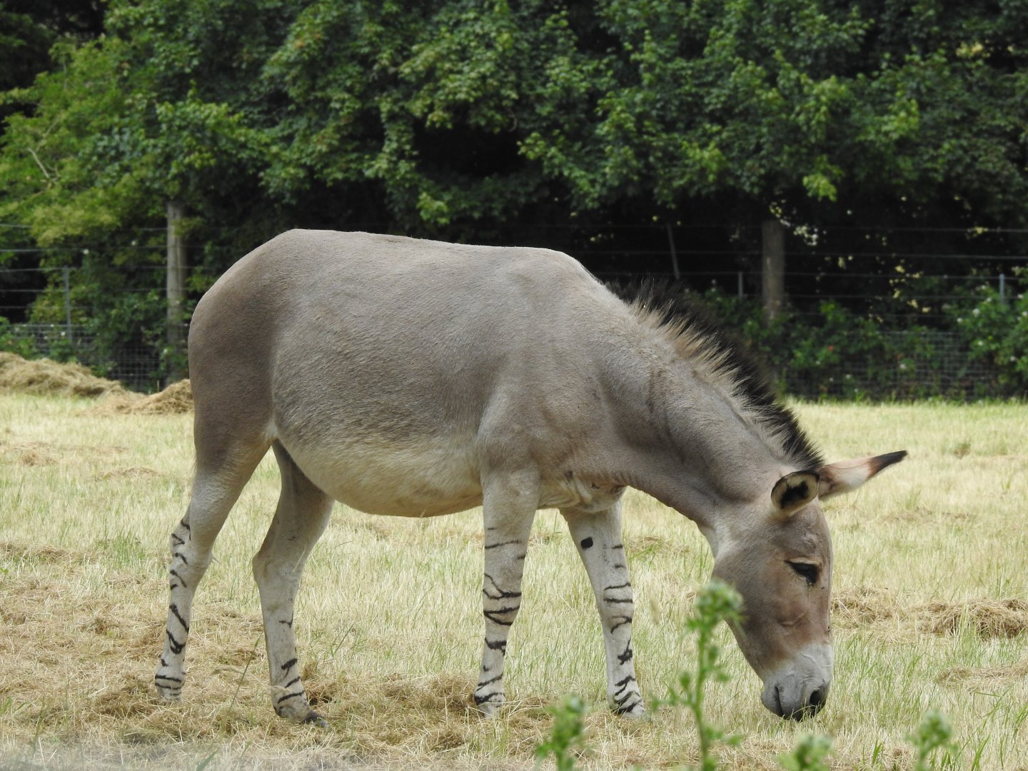 Somali Wild Ass (Equus africanus somaliensis)