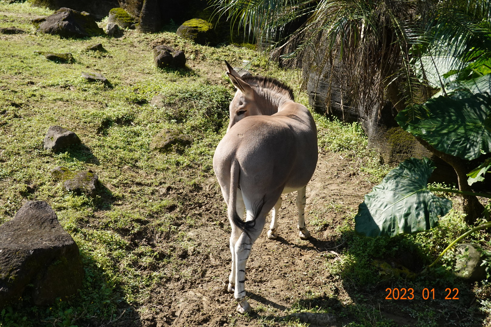 Somali Wild Ass (Equus africanus somaliensis)