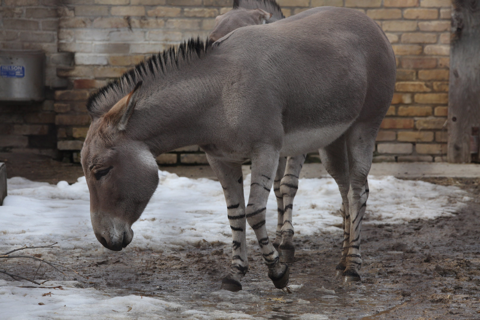 Somali Wild Ass/ Equus africanus somaliensis
