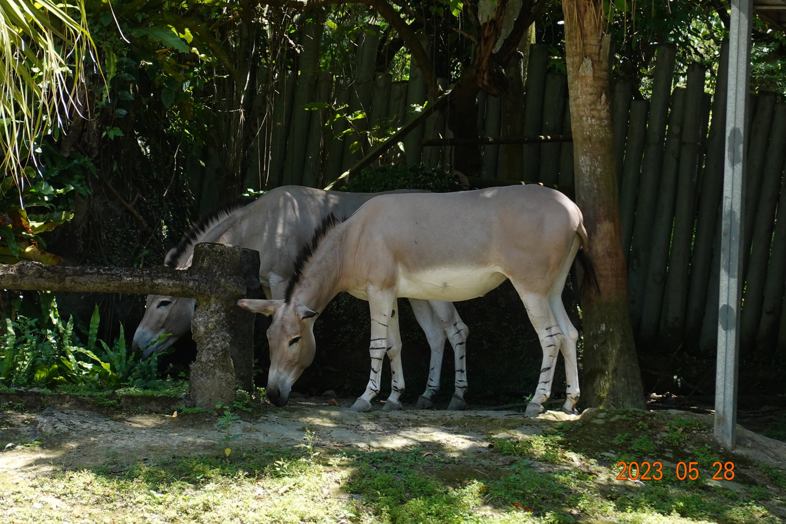 Somali Wild Ass (Equus africanus somaliensis)