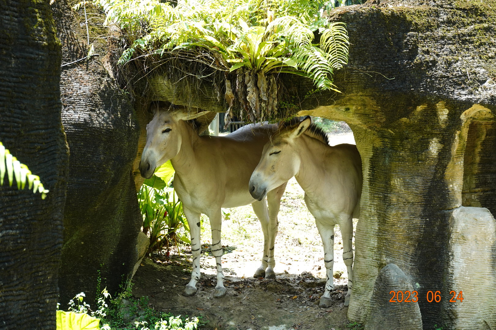 Somali Wild Ass (Equus africanus somaliensis)