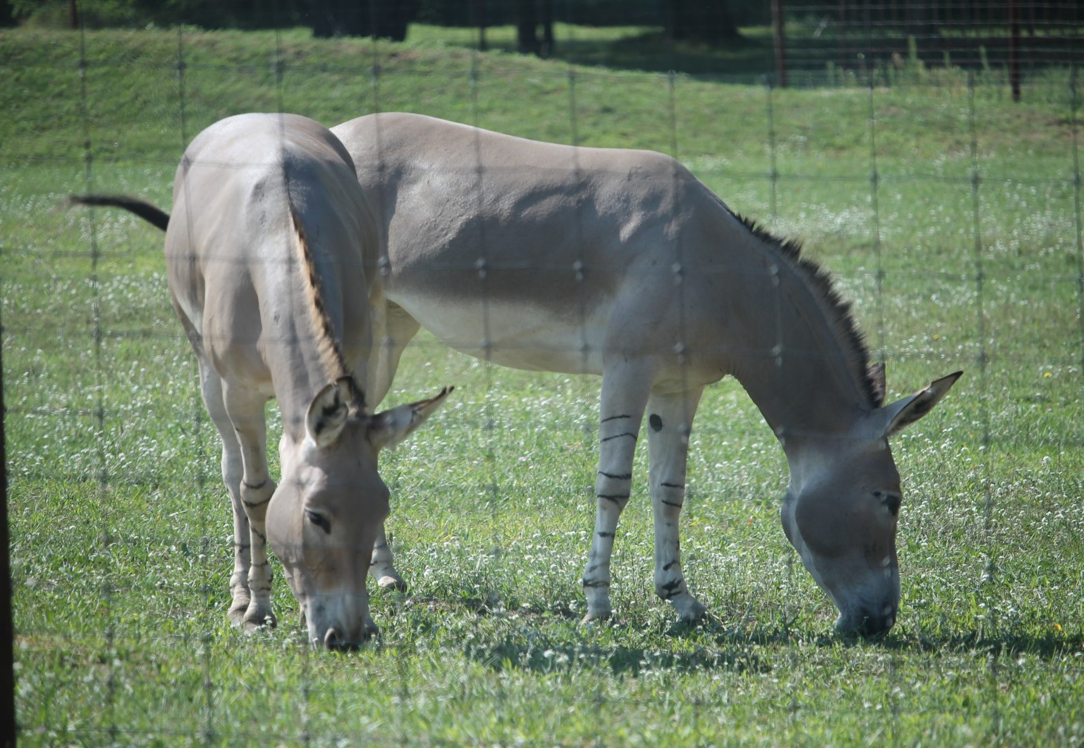 Somali wild ass (Equus africanus somaliensis)