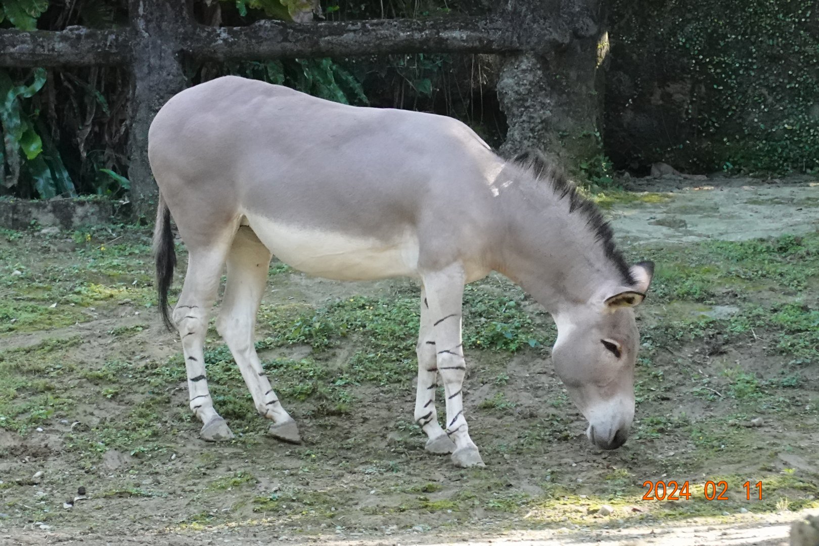 Somali Wild Ass (Equus africanus somaliensis)