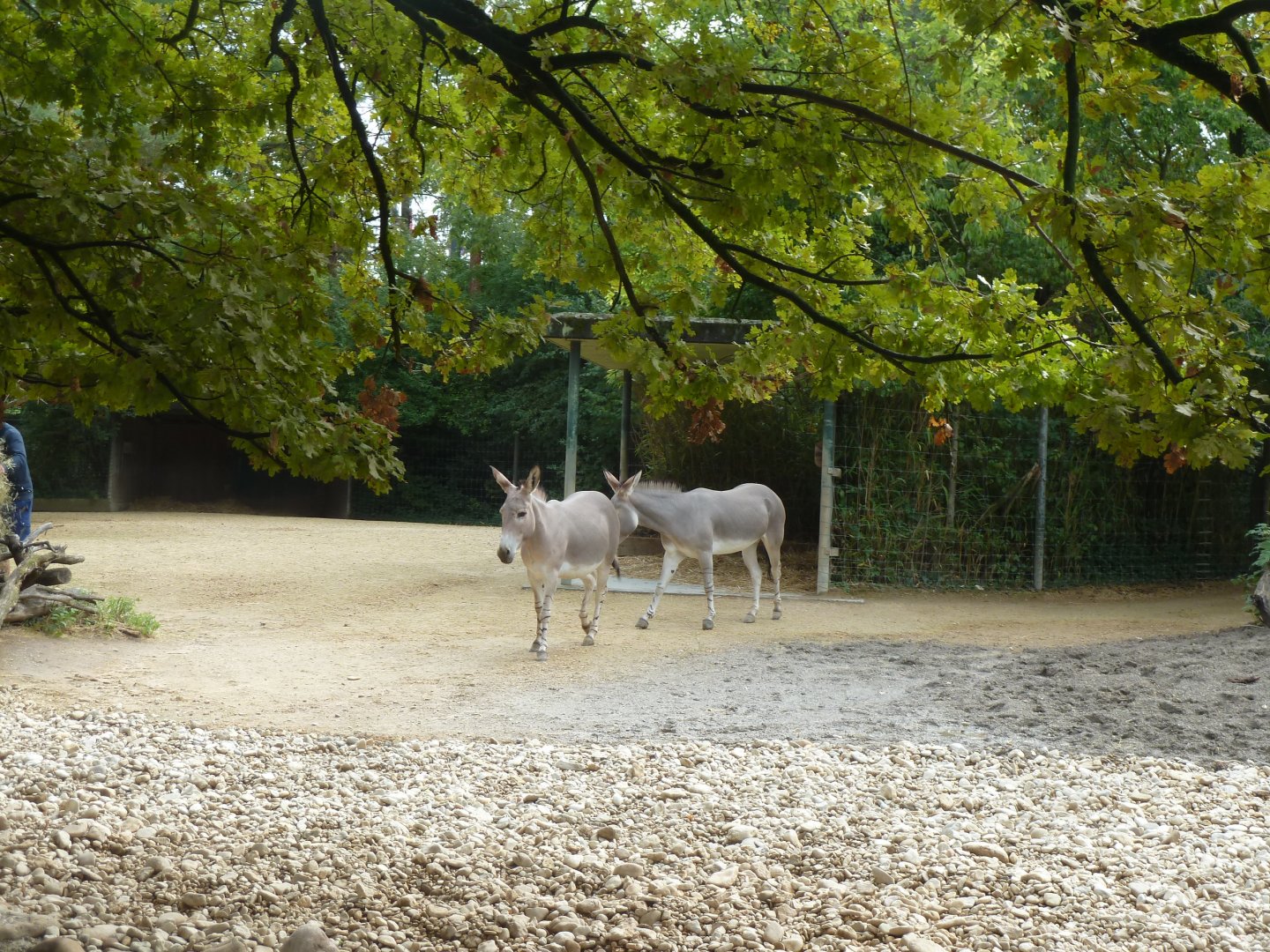Somali wild ass (Equus africanus somaliensis)