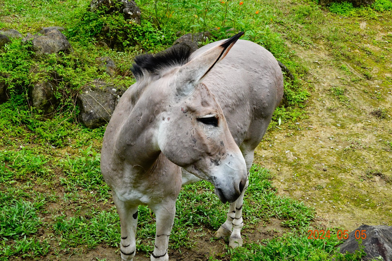 Somali Wild Ass (Equus africanus somaliensis)