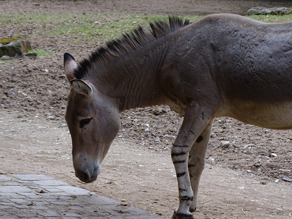 Somali wild ass (Equus africanus somaliensis)