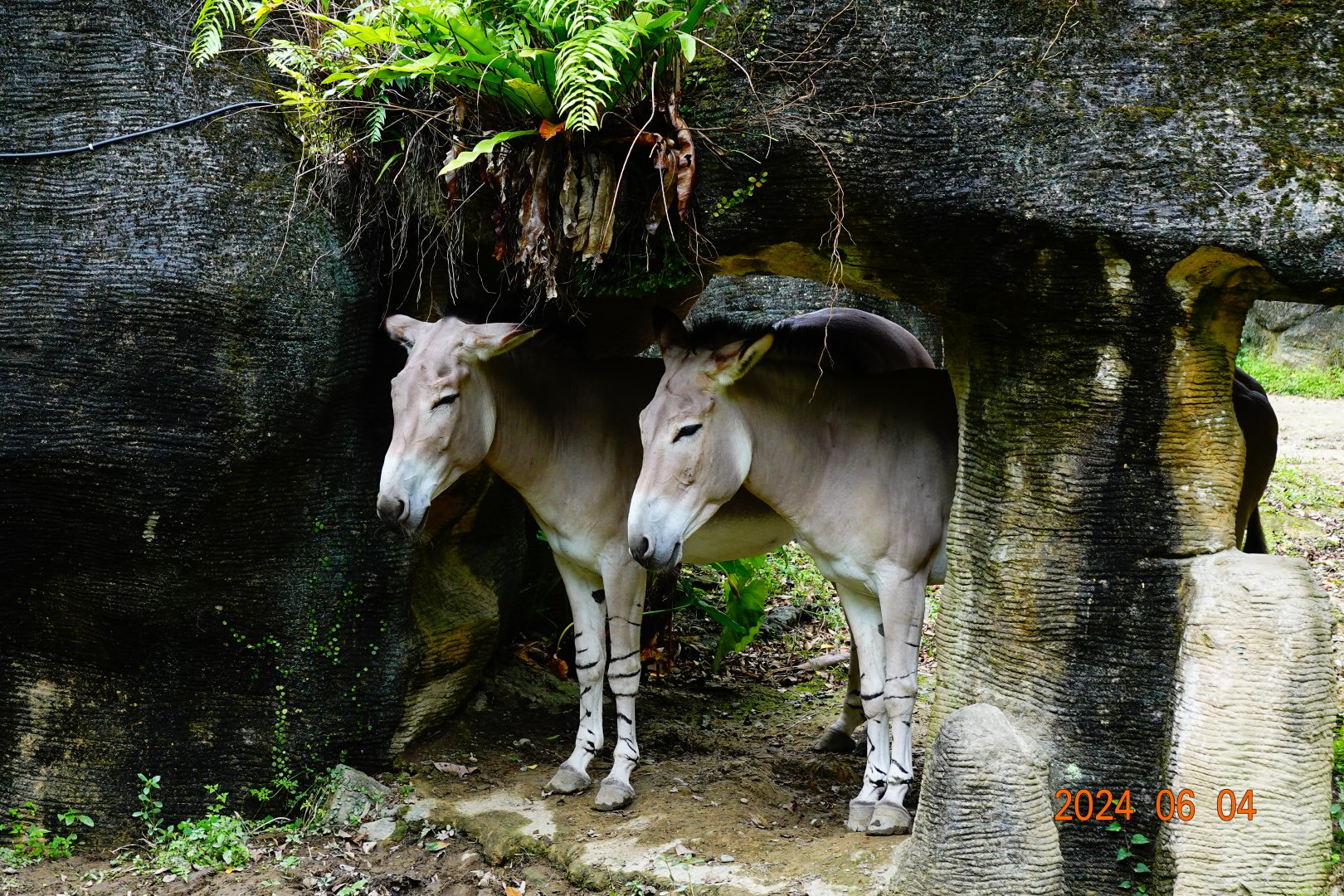 Somali Wild Ass (Equus africanus somaliensis)