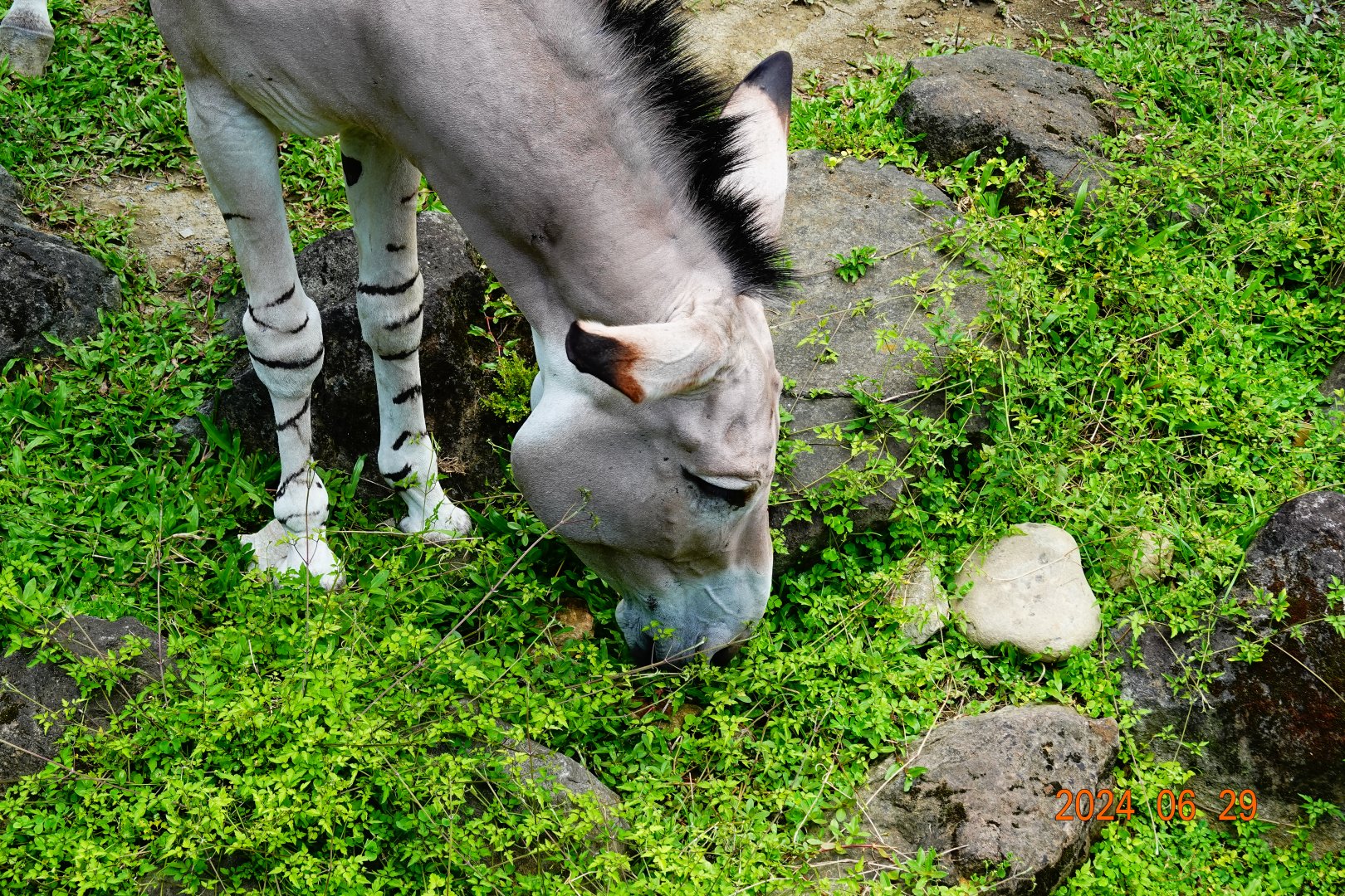 Somali Wild Ass (	Equus africanus somaliensis)