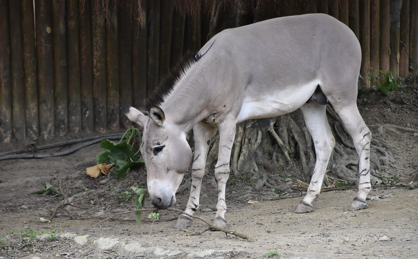 Somali Wild Ass (Equus africanus somaliensis)