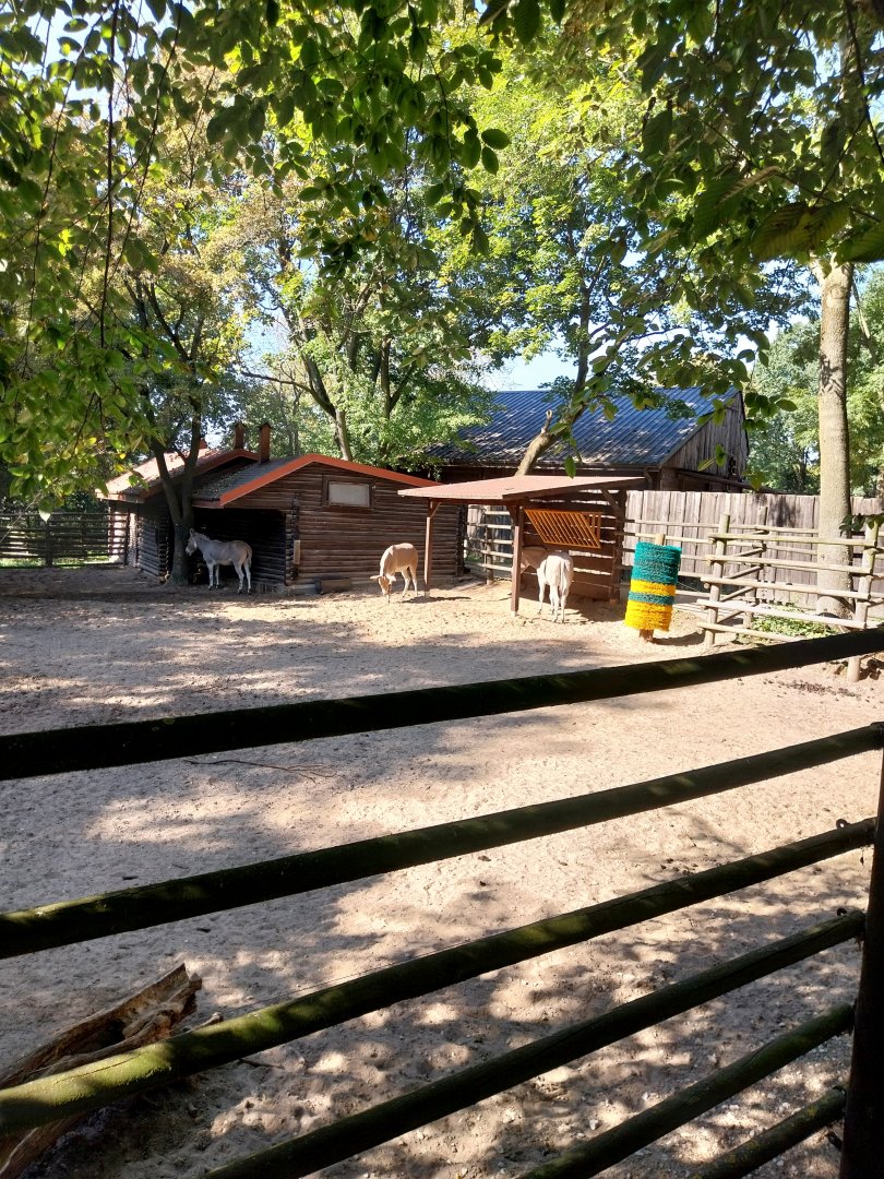 Somali Wild Ass (Equus africanus somaliensis)