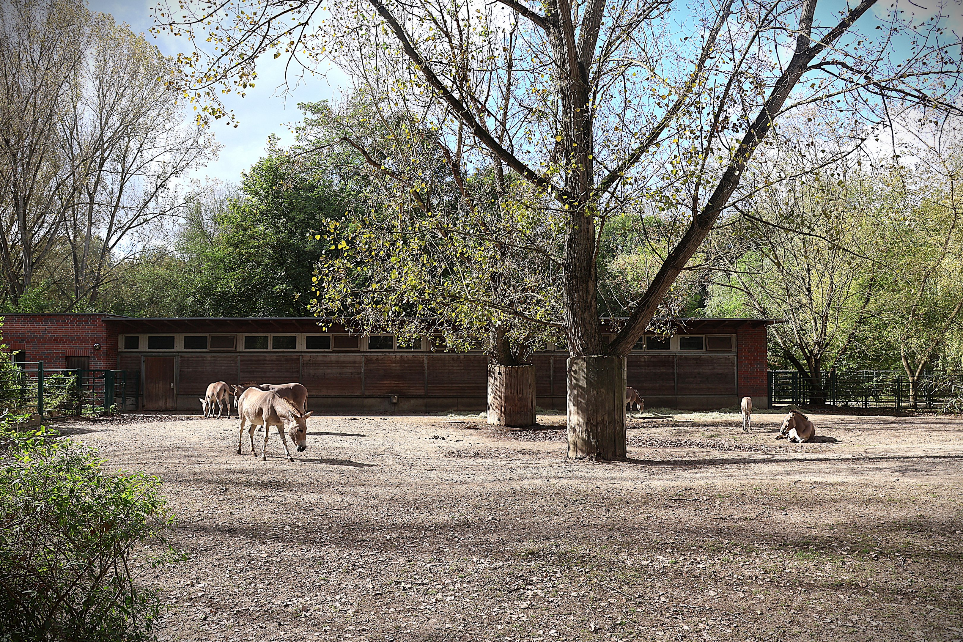 Somali Wild Ass (Equus africanus somaliensis)