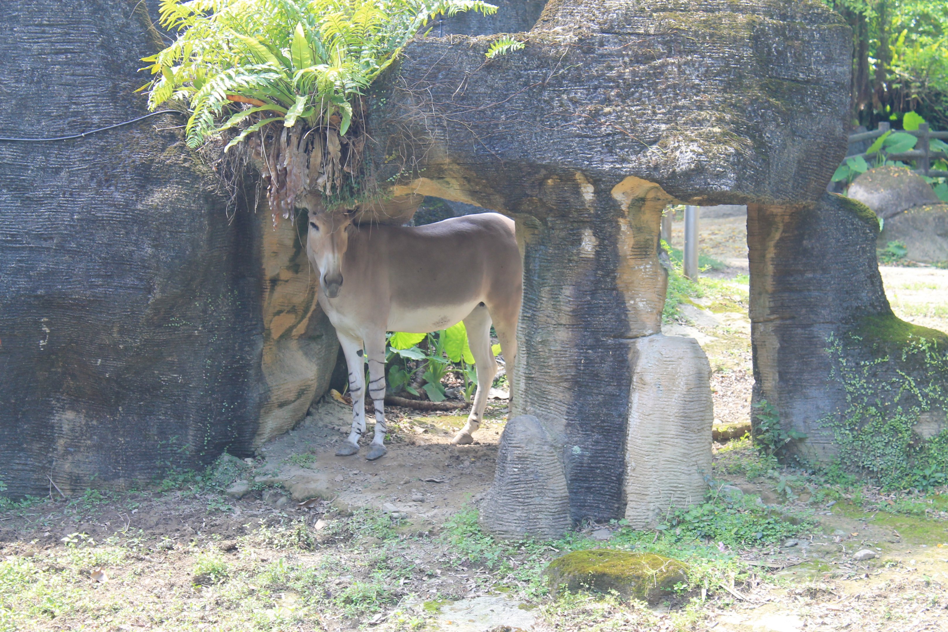 Somali Wild Ass (Equus africanus somaliensis)